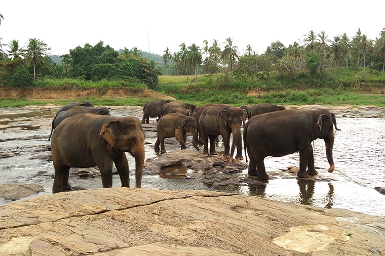 Šri Lanka – Nasmejana Džungla 2. deo